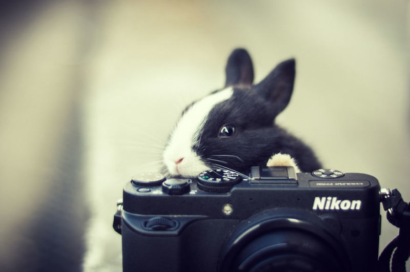 Zvířátka, která si oblíbila fotoaparát - Obrázek 13