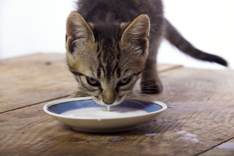 Nedávejte kočkám mléko! Ve filmech se to děje pořád, ale ve skutečnosti si kočky vystačí s vodou. Po mléku je bude bolet břicho.