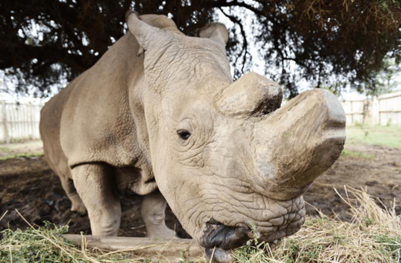 Nebýt královédvorské zoo, byl by nosorožec severní bílý již vyhynulý druh. Súdán má svou osobní ochranku už od roku 2009.