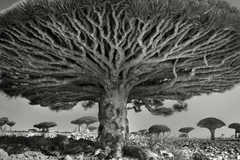 Ty nejstarší stromy na světě zachytila fotografka Beth Moon - Obrázek 9