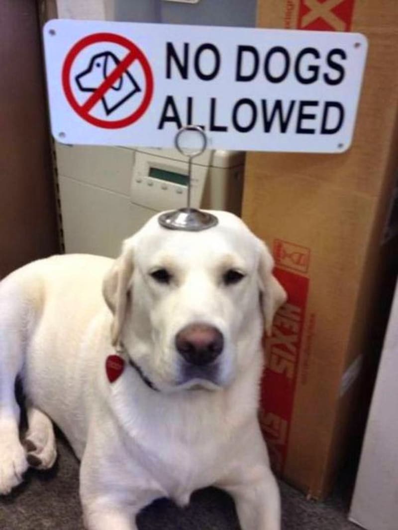 Zákaz psům