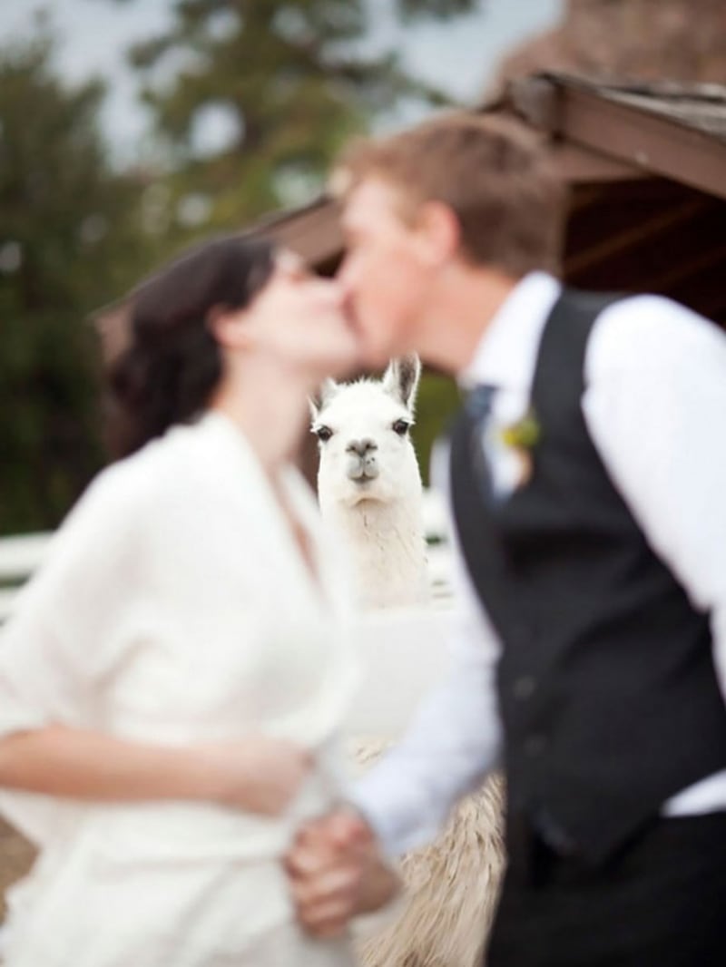 Vtipné svatební fotografie - Obrázek 4