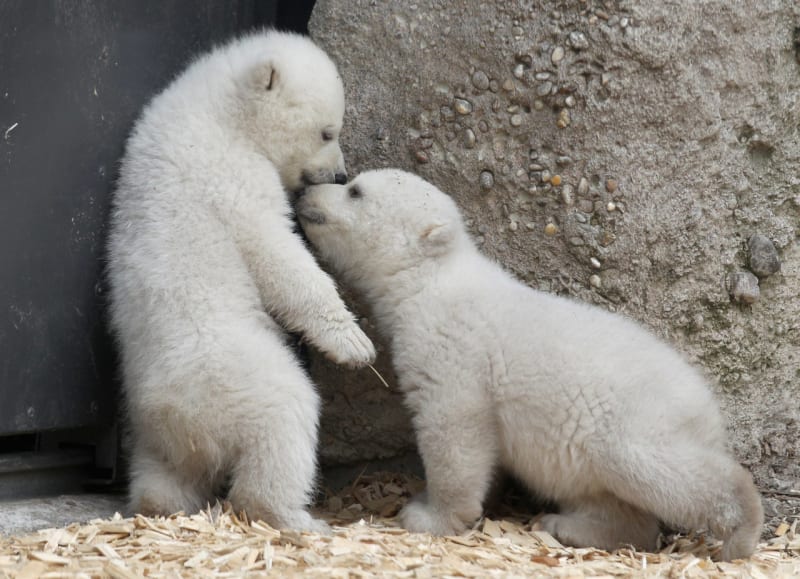 Zoologická zahrada v Mnichově má novou atrakci - 14týdenní mláďata ledního medvěda. Veřejnost je mohla poprvé spatřit teprve nyní. Sourozenecký páreček, samička a sameček, se narodil loni 9. prosince.