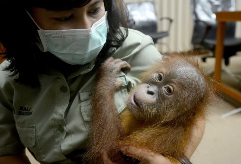Rus pašoval mládě orangutana 3