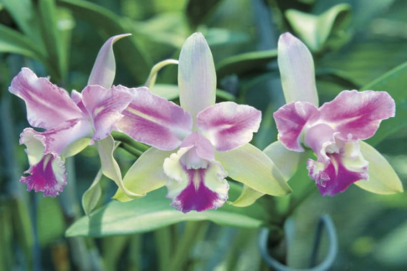Orchideje ve fidžijských  zahradách