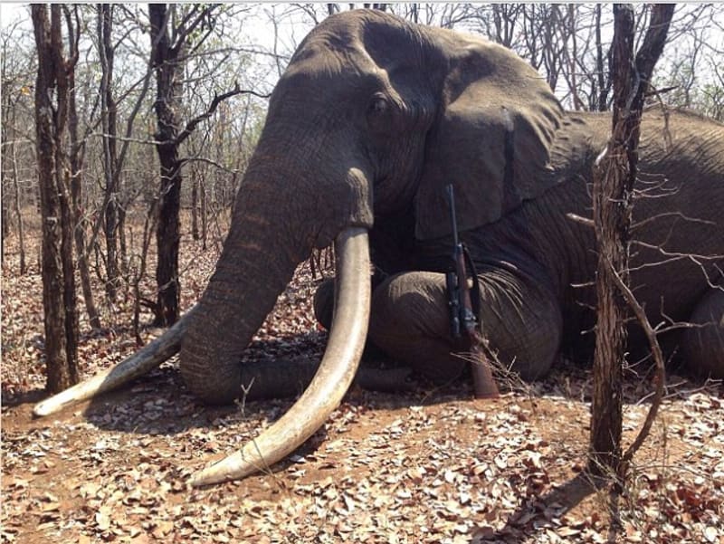Obří slon padl za oběť lidské hlouposti.