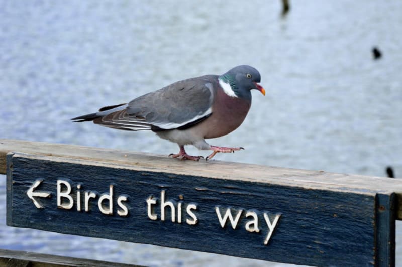 Ptáci tímto směrem