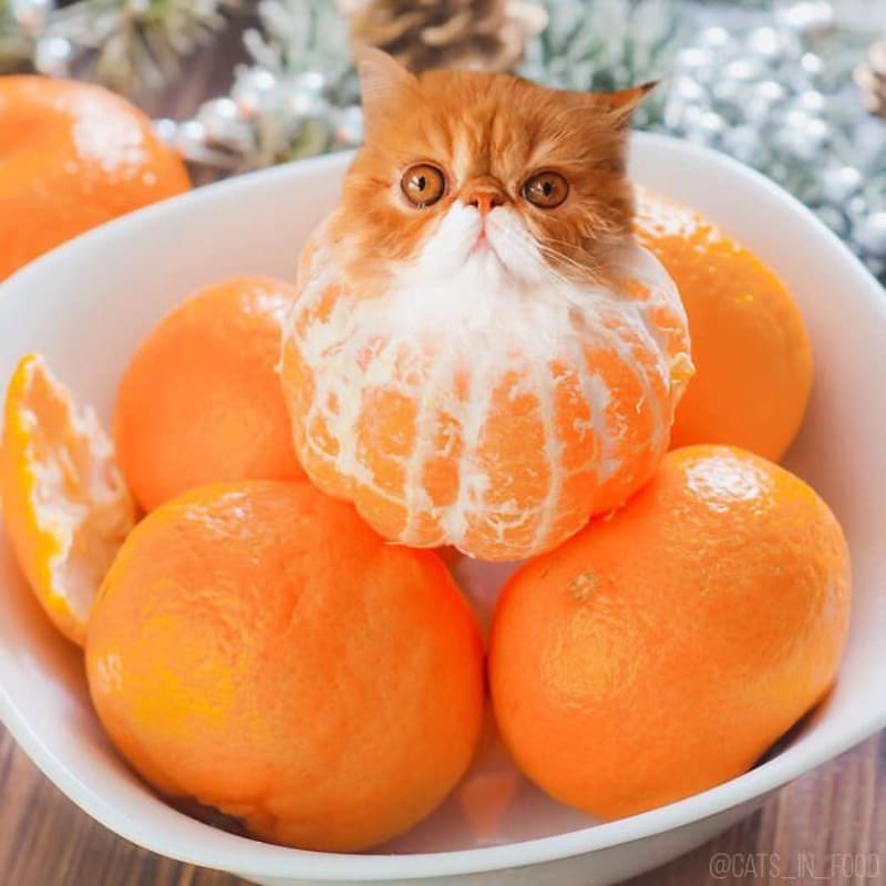 Cats in food 18