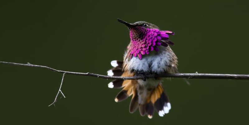 Kolibřík vínohrdlý (Atthis ellioti) Wine-throated Hummingbird