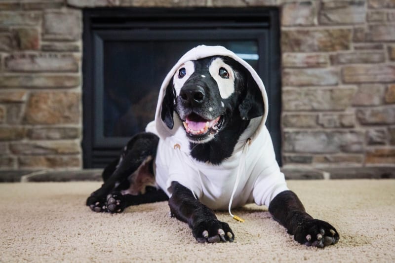 Rowdy je černý labrador, u kterého se objevila kožní nemoc s názvem vitiligo.