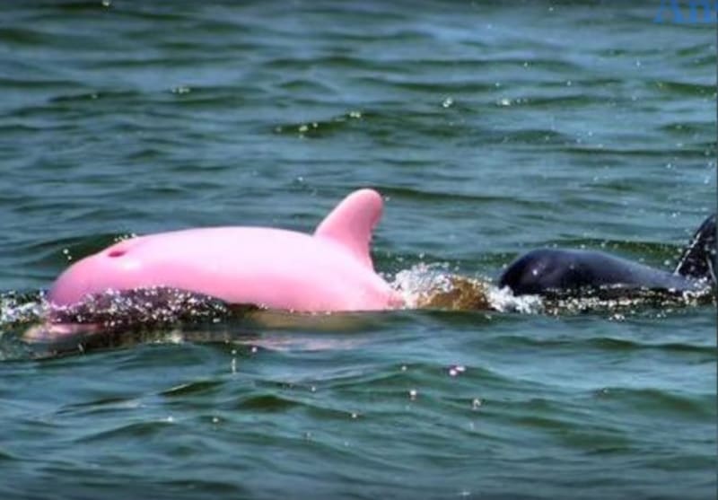 Růžový delfín je hvězdou.