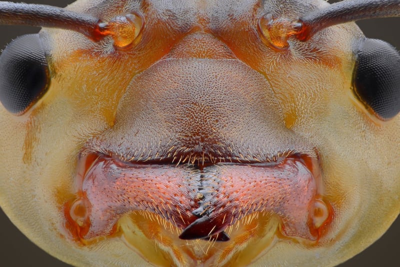 Makrofotografie ze života hmyzu - Obrázek 4