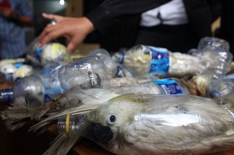 Pašeráci nacpali kakadu do plastových lahví - Obrázek 4