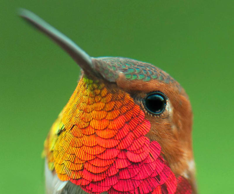 Kolibřík rezavoocasý (Amazilia tzacatl) Rufous-tailed Hummingbird je překrásný