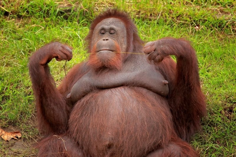 To, že je třeba pravidelně dbát na dentální hygienu ví i orangutan na Východní Jávě v Indonésii. Po odpolední svačince nelenil a zodpovědně si začal čistit zuby pomocí dentální nitě. kterou si sám vytvořil.
