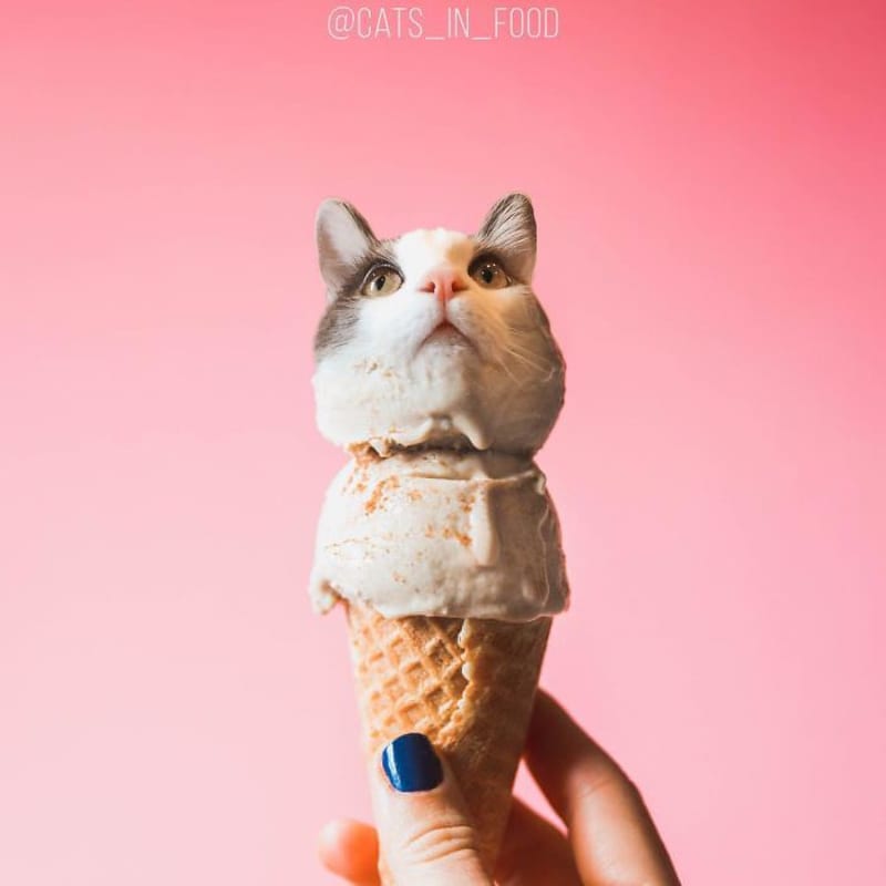 Cats in food 17