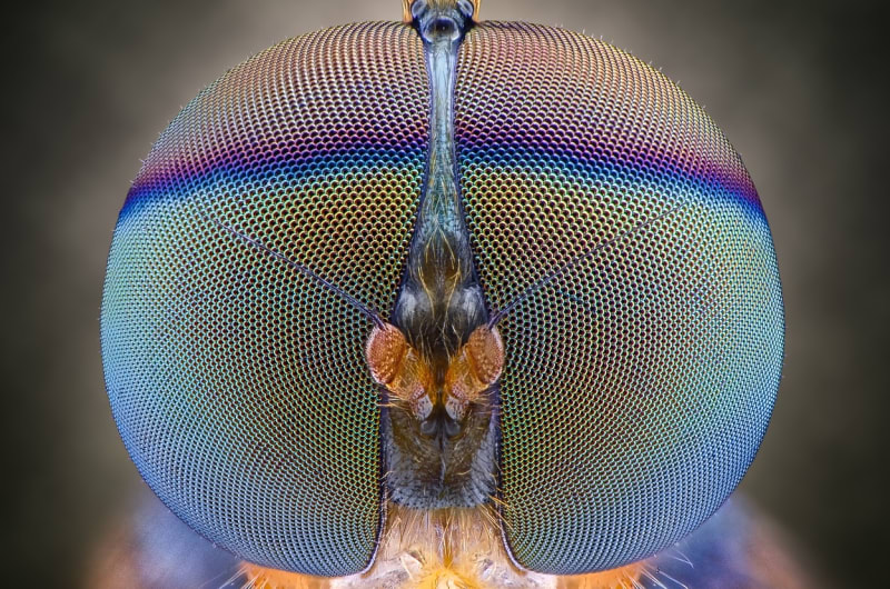 Makrofotografie ze života hmyzu - Obrázek 2