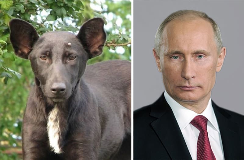 Jako vejce vejci - Chudák pes vypadá jako prezident Putin