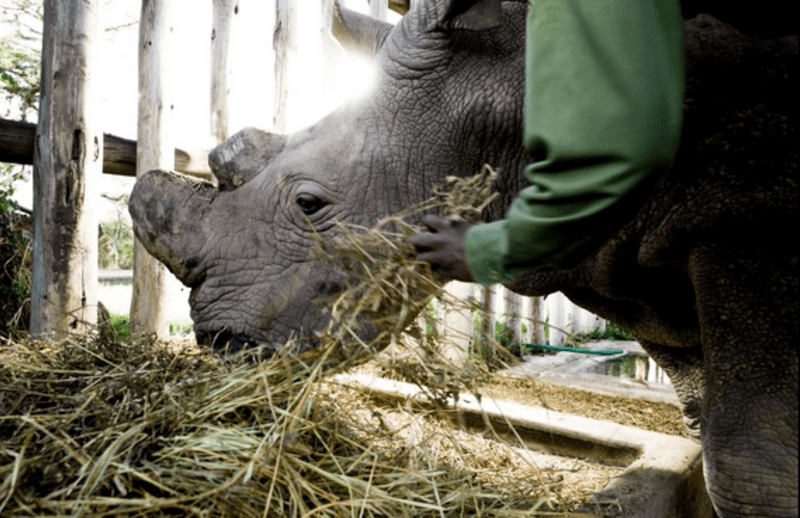 Súdán je poslední samec nosorožce severního bílého. Máme na jeho záchraně také podíl, postarala se o něj zoo ve Dvoře Králové.