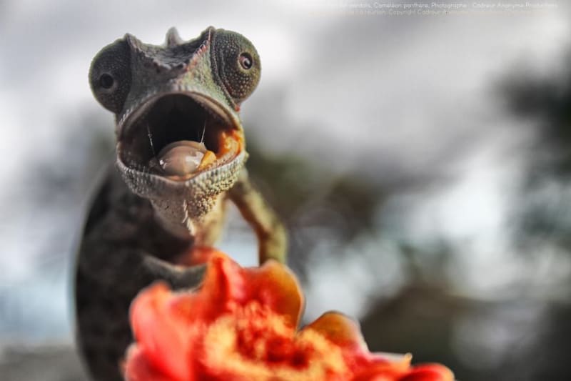 Chameleon pardálí (Furcifer pardalis)... ještěr z Madagaskaru - Obrázek 17