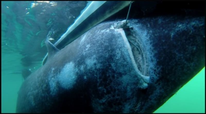 žralok vážil 570 kilogramů - Obrázek 5