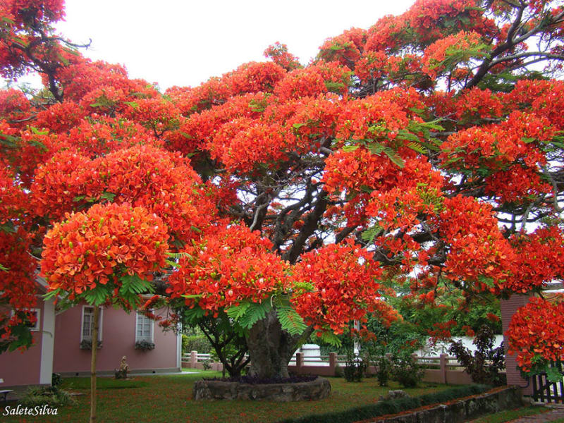 Tento nádherný strom je z Madagaskaru, ale roste v tropických oblastech po celém světě