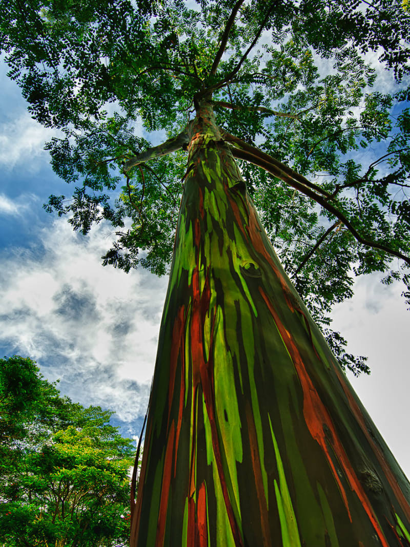 Eucalyptus v Kauai na Havaji