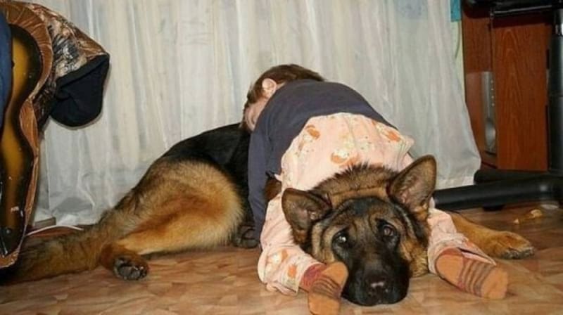 Pes nevypadá nadšeně. že se z něj stala matrace.