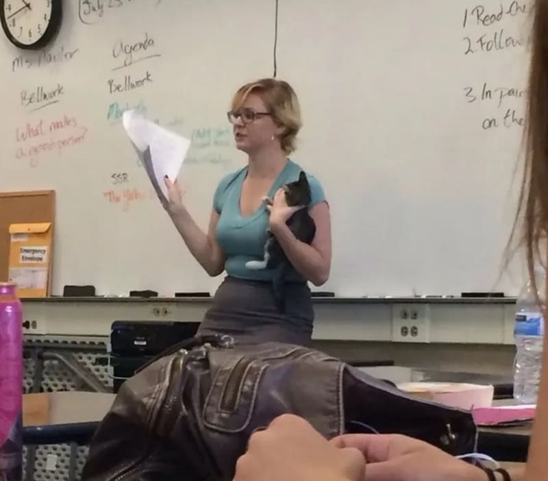 Když vaše učitelka přinese do třídy zatoulanou kočku.