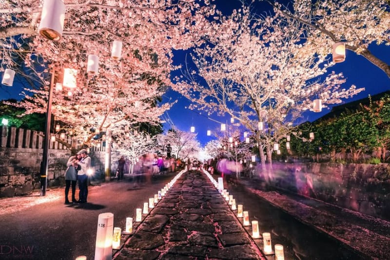 Cherry Blossom Lantern Festival (Japonsko)