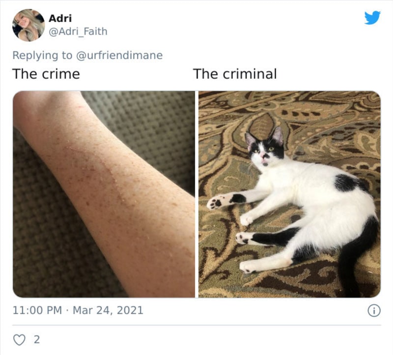 Zvířecí zločiny 19
