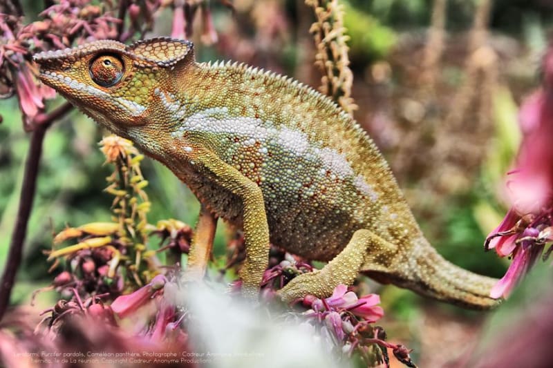 Chameleon pardálí (Furcifer pardalis)... ještěr z Madagaskaru - Obrázek 3