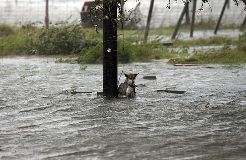 Psi jako oběti hurikánu  - Obrázek 2