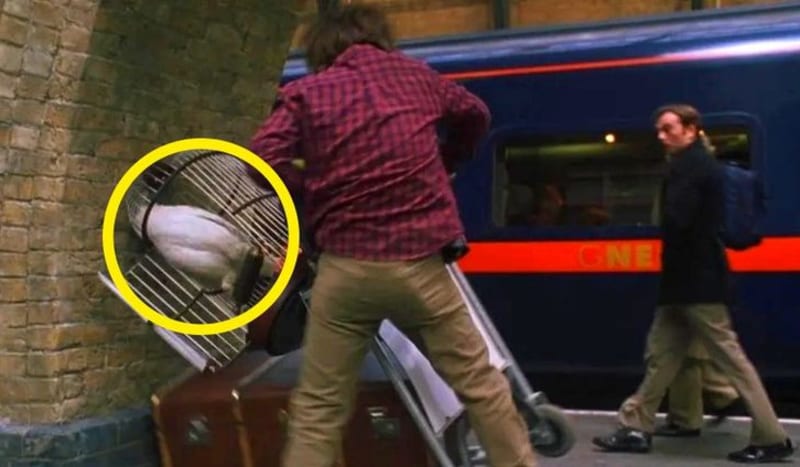 Ve scéně, kdy se Harrymu a Ronovi zavře přepážka na nádraží 9 3/4, si můžete všimnout, že je sova Hedvika vycpaná