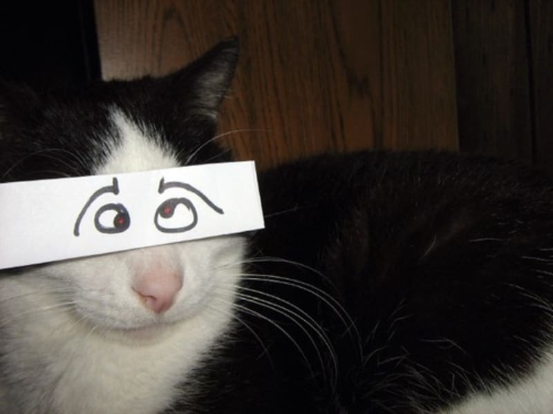 A pak že kočky nemají výraz - nový trend internetu - Obrázek 2