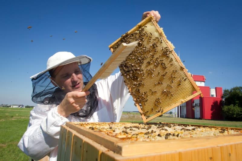 Za poslední desetiletí byl po celém světě zaznamenán alarmující úbytek včel. Vědci, kteří zkoumají příčiny vymírání včel, upozorňují, že to má spojitost s používáním pesticidů.