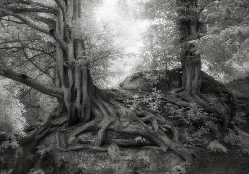 Ty nejstarší stromy na světě zachytila fotografka Beth Moon - Obrázek 7