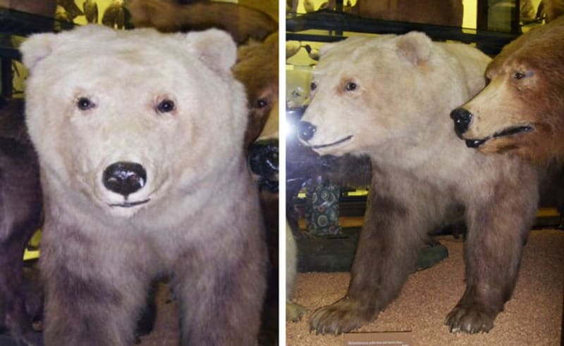 Kříženec grizzlyho a ledního medvěda