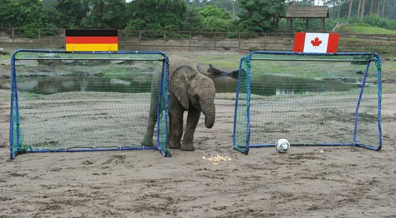 Sloní slečna Nelly tipovala výsledky dámského světového šampionátu ve fotbale v roce 2011