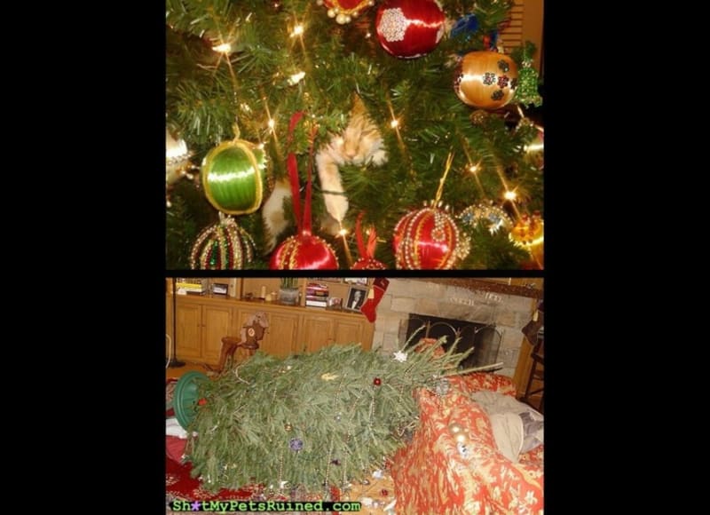 Domácí mazlíčci vs vánoční výzdoba - Obrázek 19