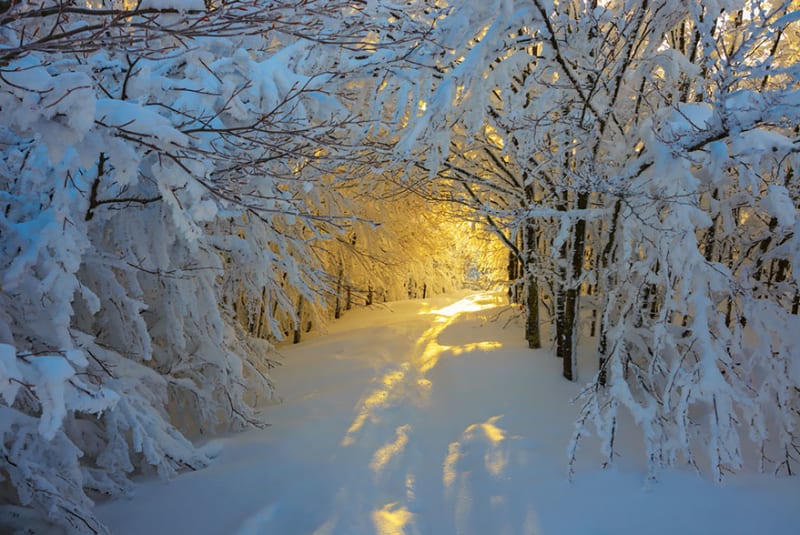 Východ slunce v zimě, v Národním parku Campigna, Itálie