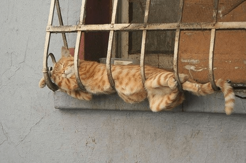 Kočky, kterým je jedno, kde usnuly - Obrázek 1