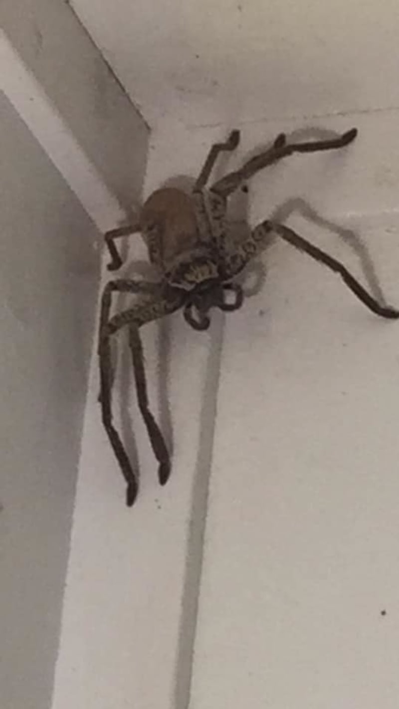 Žena našla doma obřího pavouka. 2
