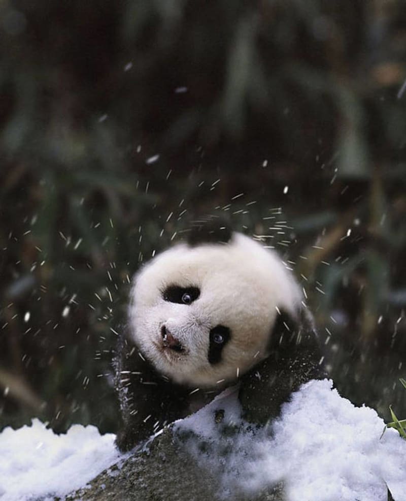 Zvířátka ve sněhu jsou opravdu roztomilá! - Obrázek 6