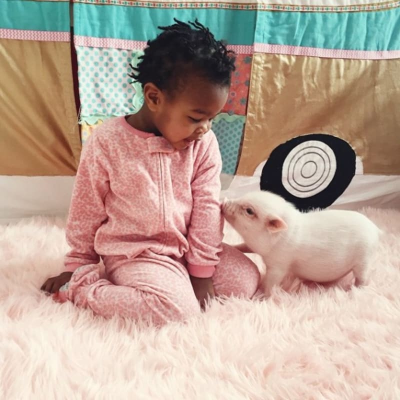Přátelství malé černošské holčičky a jejího růžového prasátka - Obrázek 1