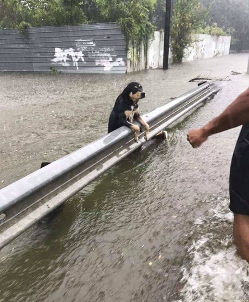 Psi jako oběti hurikánu  - Obrázek 3