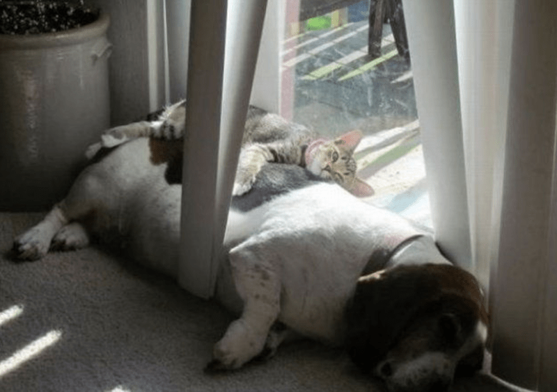 Kočky, kterým je jedno, kde usnuly - Obrázek 7