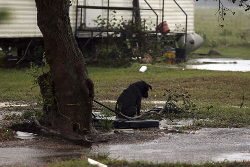 Psi jako oběti hurikánu  - Obrázek 1