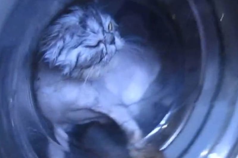 Kočičku zavřeli do pračky a vyprali jí