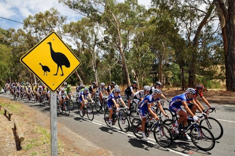 Cyklisté, mějte se na pozoru, emu běhají přes silnici!